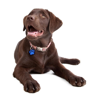 ID Tag Paw Brass Two-Tone Painted - Blue Small